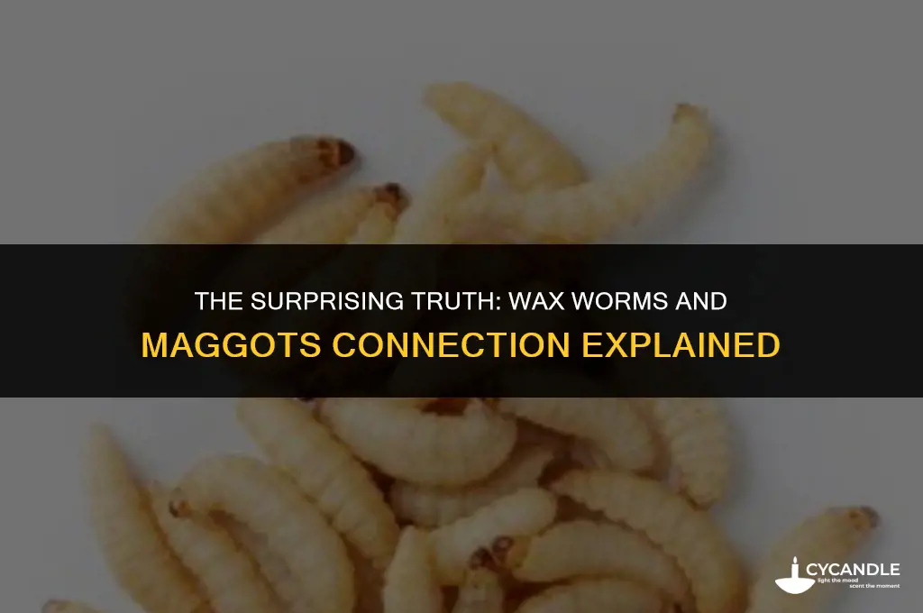 are wax worms maggots