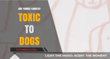 Are Yankee Candles Safe for Dogs? Toxicity Concerns Explained