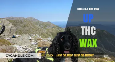 Can K-9 Dogs Detect THC Wax? Exploring Their Capabilities