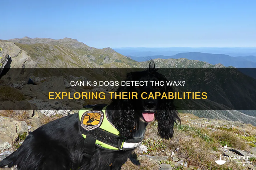 can a k-9 dog pick up thc wax