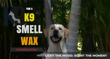 Can K9s Detect Wax? Uncovering the Truth About Canine Scent Abilities