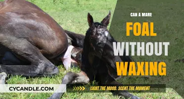 Can Mares Foal Without Waxing? Understanding Equine Birthing Signs