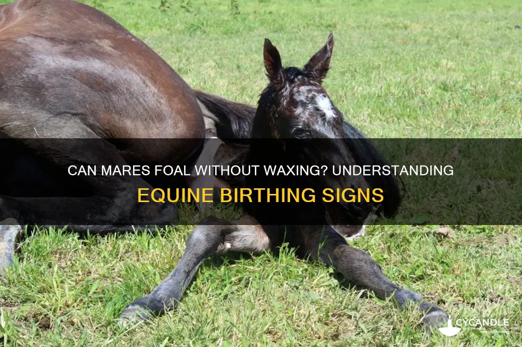 can a mare foal without waxing