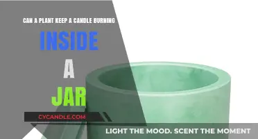 Can Plants Sustain Candle Flames in Jars? Exploring the Science
