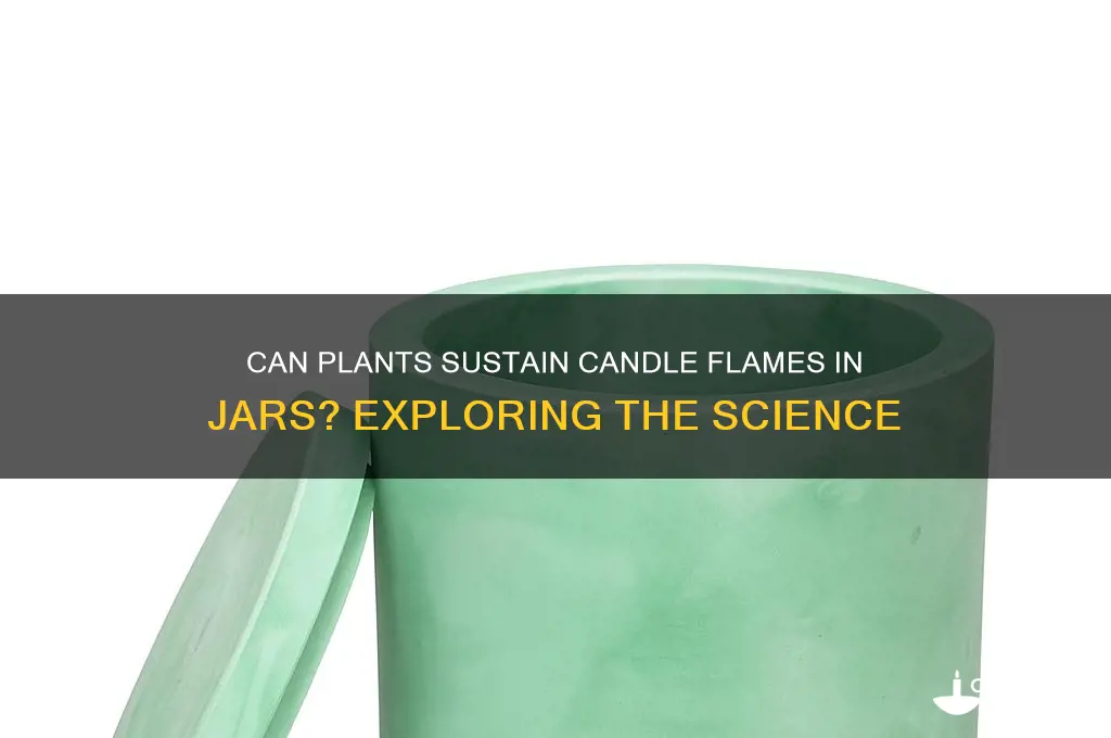 can a plant keep a candle burning inside a jar