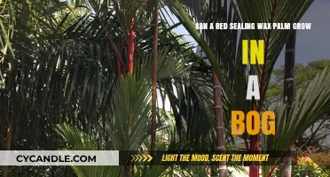 Red Sealing Wax Palm: Bog-Friendly or Misplaced Tropical Dream?