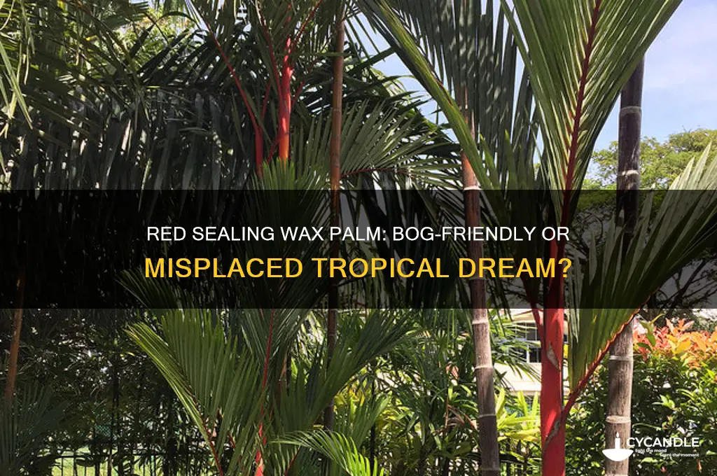 can a red sealing wax palm grow in a bog