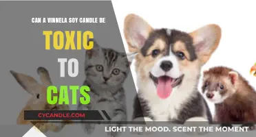 Are Vinnela Soy Candles Safe for Cats? Potential Toxicity Explained