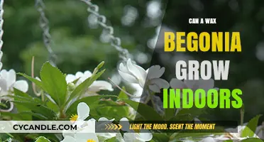 Growing Wax Begonias Indoors: Tips for Thriving Houseplants