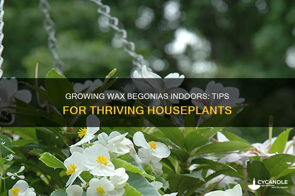 can a wax begonia grow indoors
