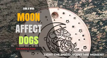 Waxing Moon's Impact on Dogs: Myth or Reality?
