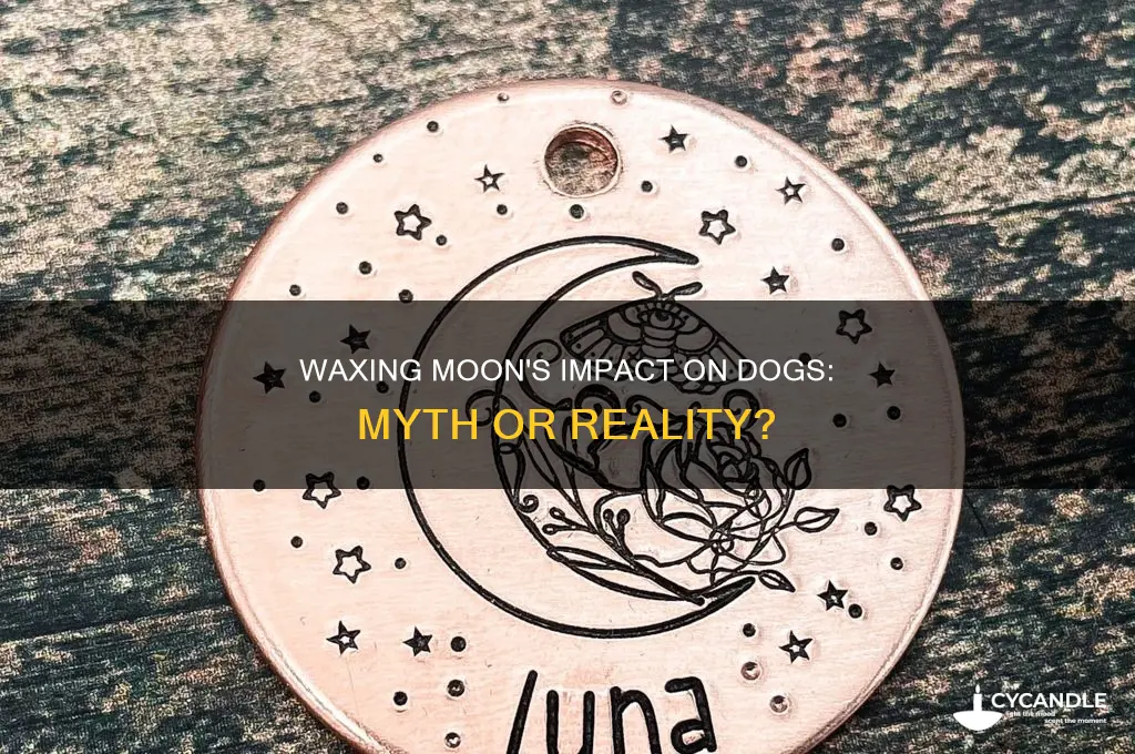 can a wax moon affect dogs