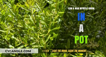 Growing Wax Myrtle in Pots: Tips for Container Gardening Success
