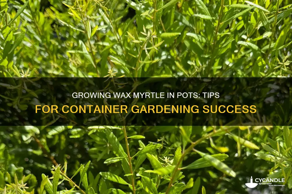 can a wax myrtle grow in a pot