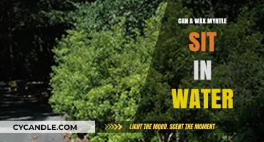 Can Wax Myrtles Tolerate Standing Water? Essential Care Tips Revealed
