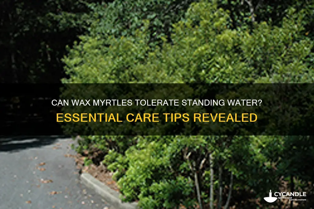 can a wax myrtle sit in water