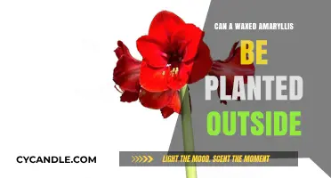 Planting Waxed Amaryllis Outdoors: Tips for Successful Garden Growth