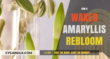 Reviving Beauty: Can a Waxed Amaryllis Rebloom Again?