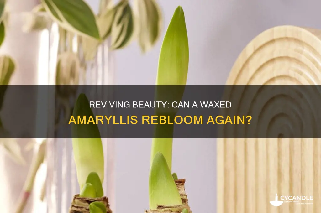 can a waxed amaryllis rebloom