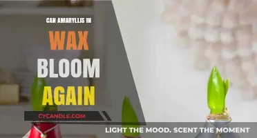 Reviving Amaryllis in Wax: Can It Rebloom After Initial Flowering?