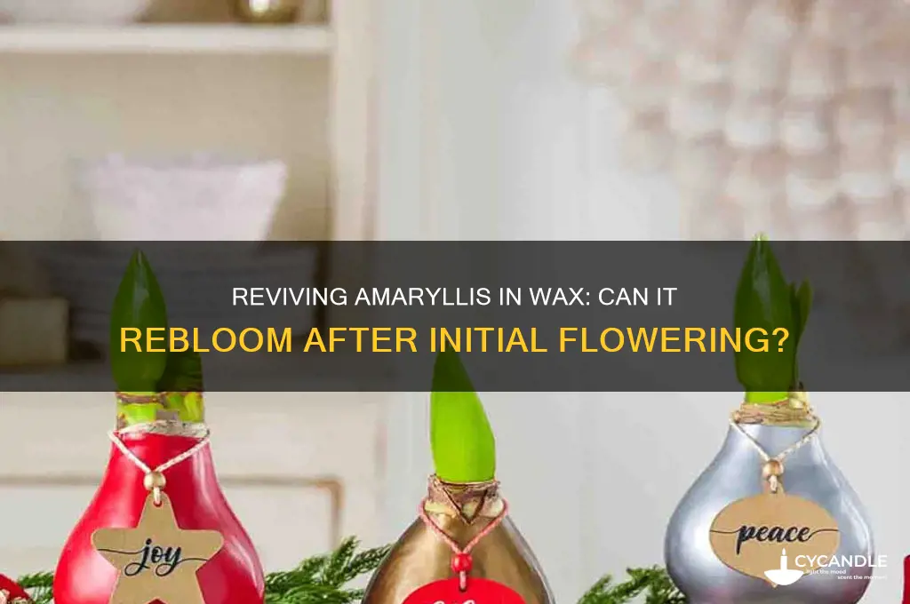 can amaryllis in wax bloom again