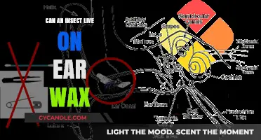 Can Ear Wax Sustain Insect Life? Uncovering the Strange Truth