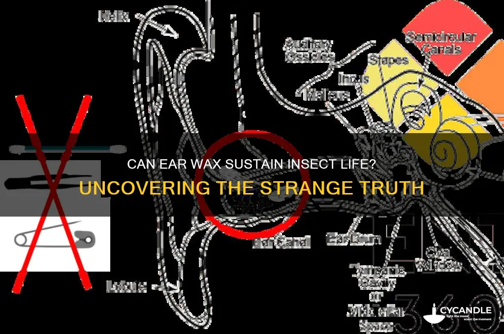 can an insect live on ear wax