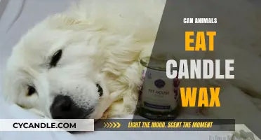 Can Pets Safely Consume Candle Wax? Risks and Precautions