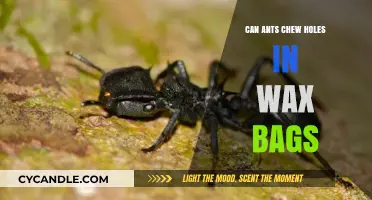 Do Ants Chew Holes in Wax Bags? Surprising Facts Revealed