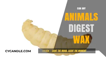 Can Animals Digest Wax? Unveiling the Surprising Truth