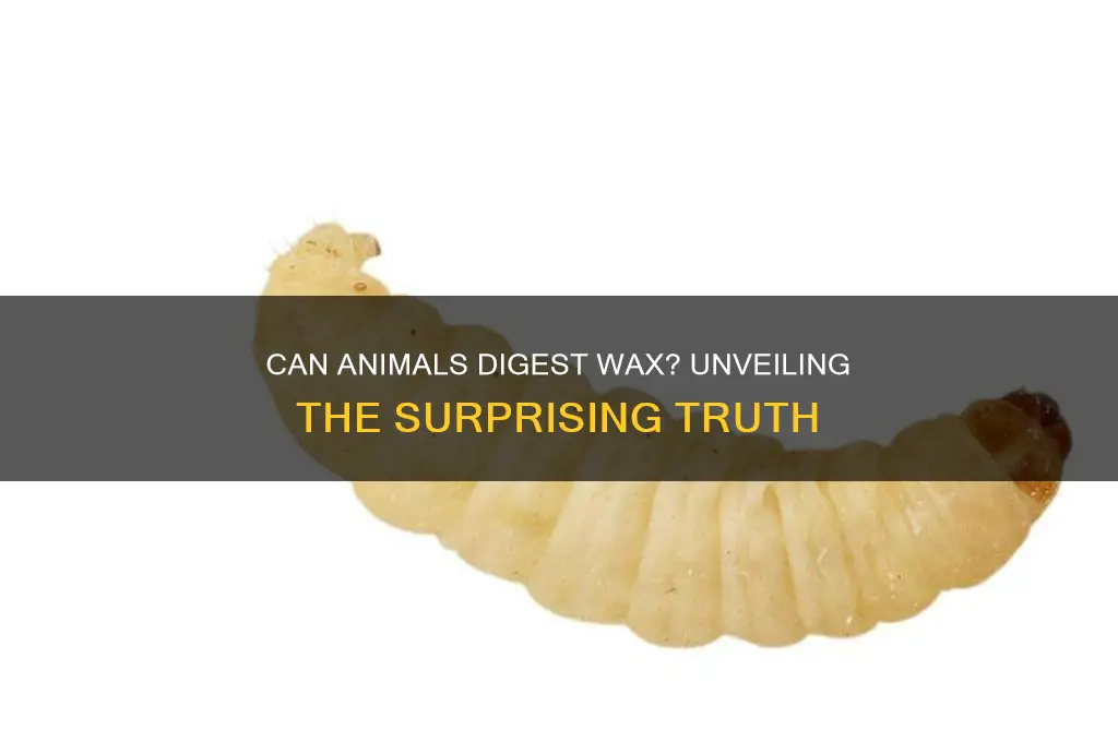 can any animals digest wax