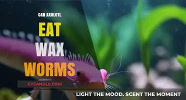 Can Axolotls Eat Wax Worms? A Safe Feeding Guide