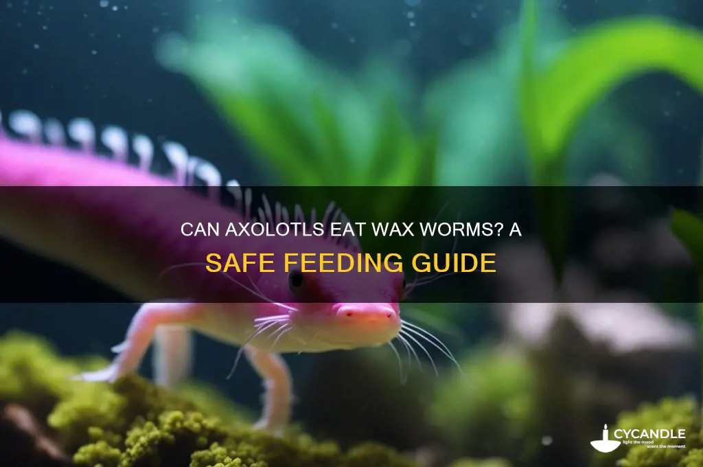 can axolotl eat wax worms