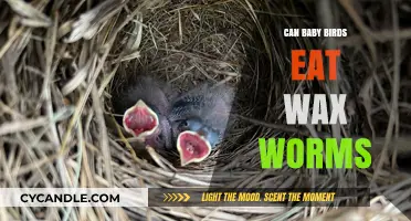 Can Baby Birds Eat Wax Worms? A Safe Feeding Guide