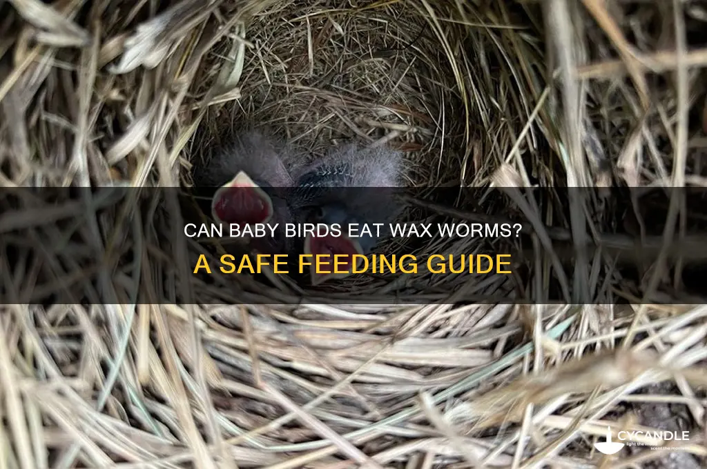 can baby birds eat wax worms