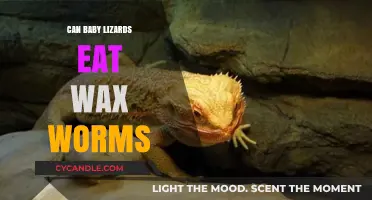 Can Baby Lizards Eat Wax Worms? A Safe Feeding Guide