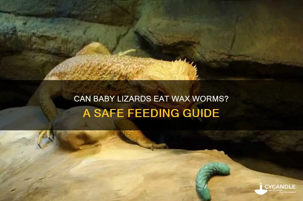 can baby lizards eat wax worms