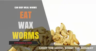 Can Baby Mealworms Eat Wax Worms? A Safe Feeding Guide