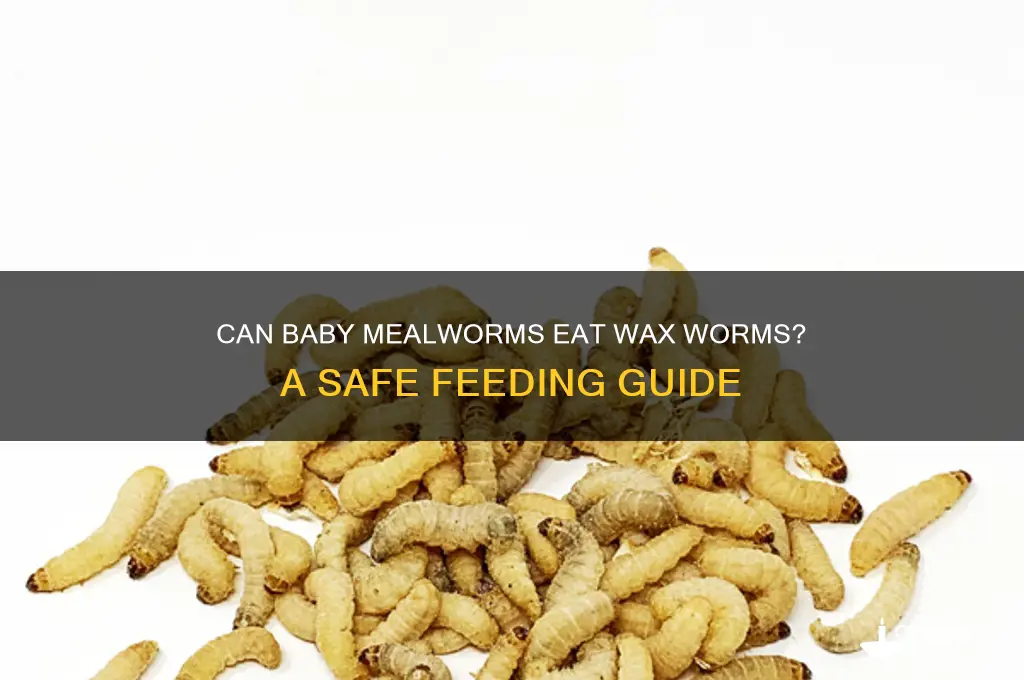 can baby meal worms eat wax worms