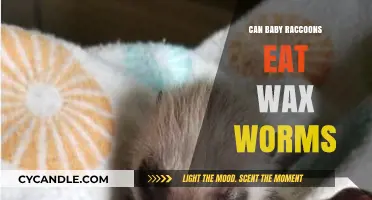 Can Baby Raccoons Safely Eat Wax Worms? A Dietary Guide