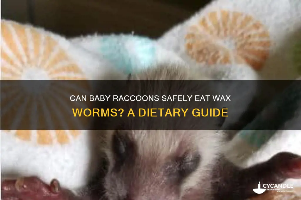 can baby raccoons eat wax worms