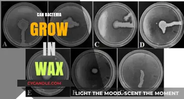 Unveiling the Truth: Can Bacteria Really Thrive in Wax?