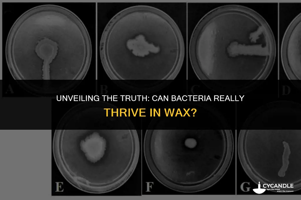 can bacteria grow in wax