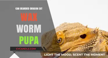 Can Bearded Dragons Safely Enjoy Wax Worm Pupa as a Treat?