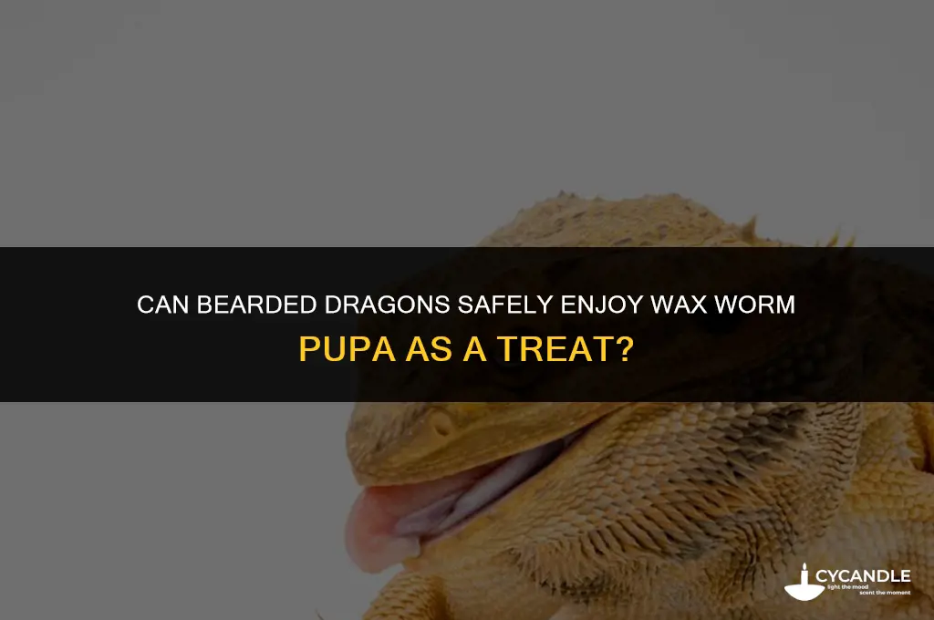 can bearded dragon eat wax worm pupa