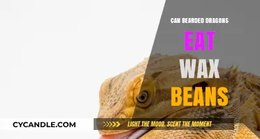 Exploring Bearded Dragons' Diets: Are Wax Beans Safe?