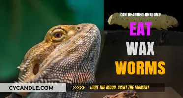 Can Bearded Dragons Eat Wax Worms? A Complete Dietary Guide