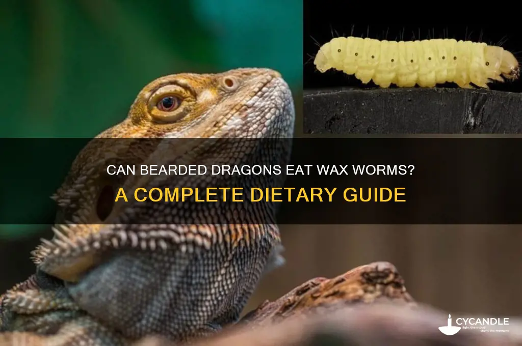can bearded dragons eat wax worms
