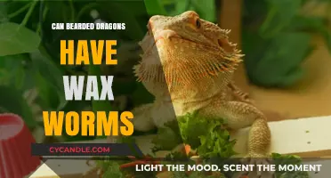 Can Bearded Dragons Eat Wax Worms? A Complete Guide
