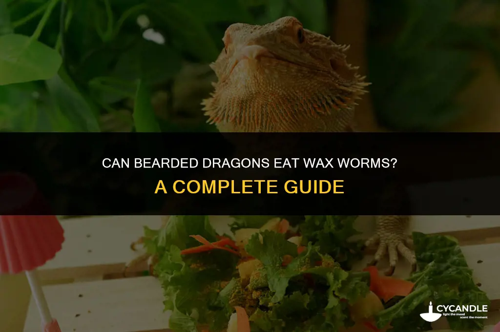 can bearded dragons have wax worms